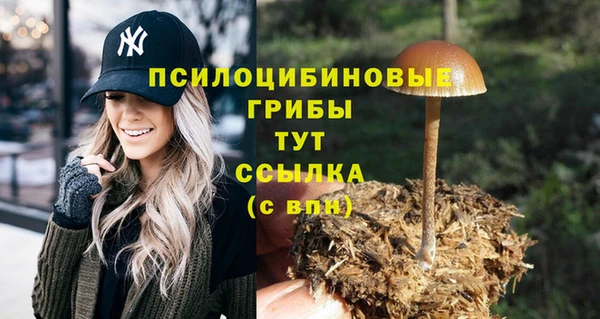 шишки Аркадак